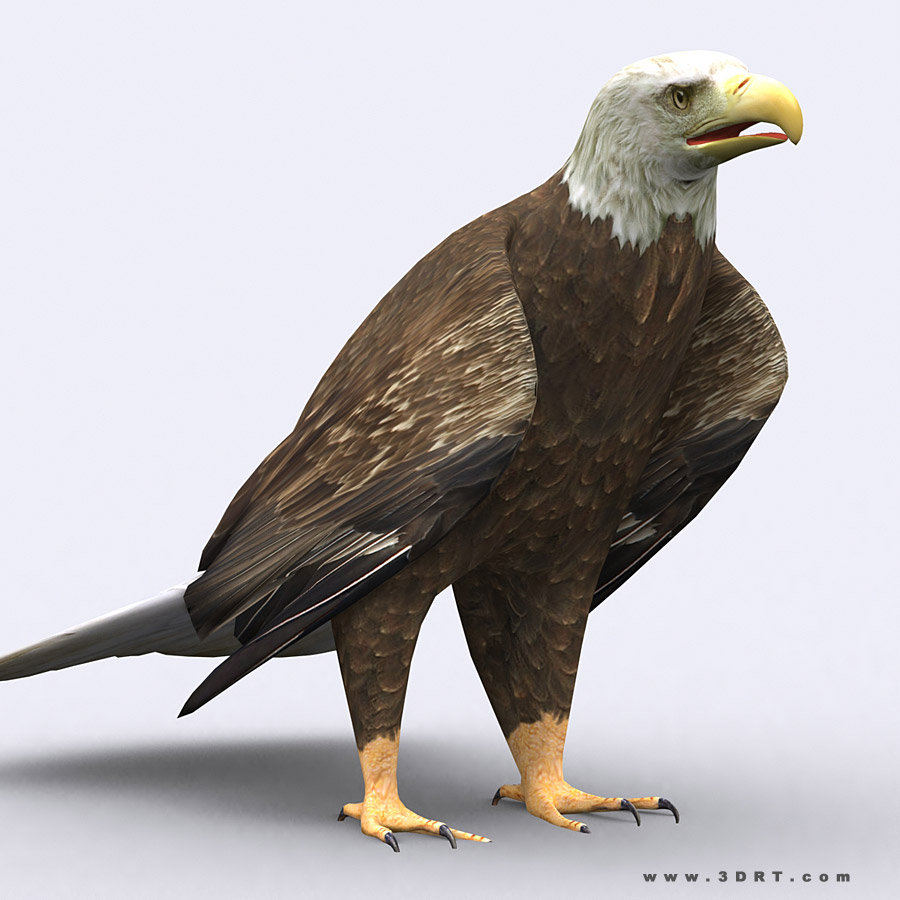 characters animals birds and