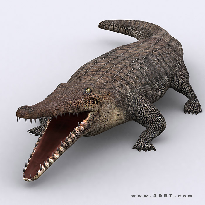Crocodile